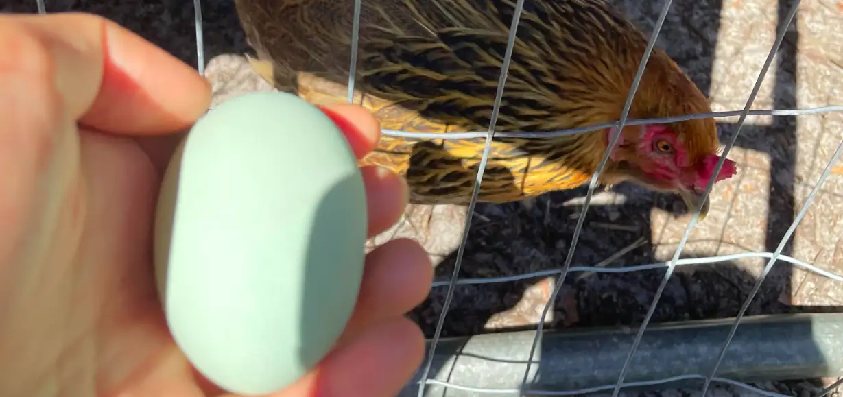 Blue egg from easter egger hen