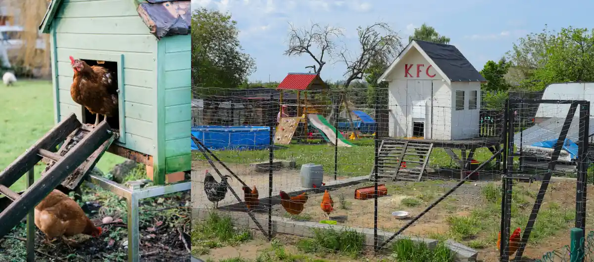 Hen Houses with Chicken Runs