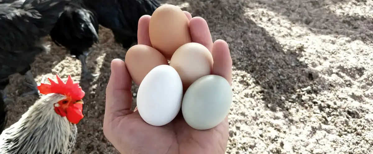 Collecting lots of chicken eggs