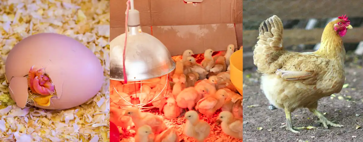 Hatching egg vs chicks vs laying hen