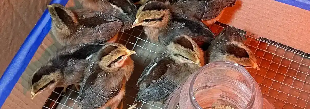 Baby Leghorn Chicks