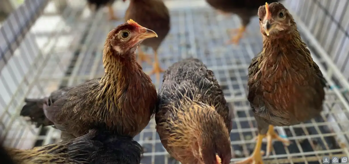 2 Month Old Leghorn pullets in cage